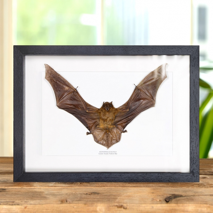 Lesser Asiatic Yellow Bat In Box Frame (Scotophilus kuhlii)