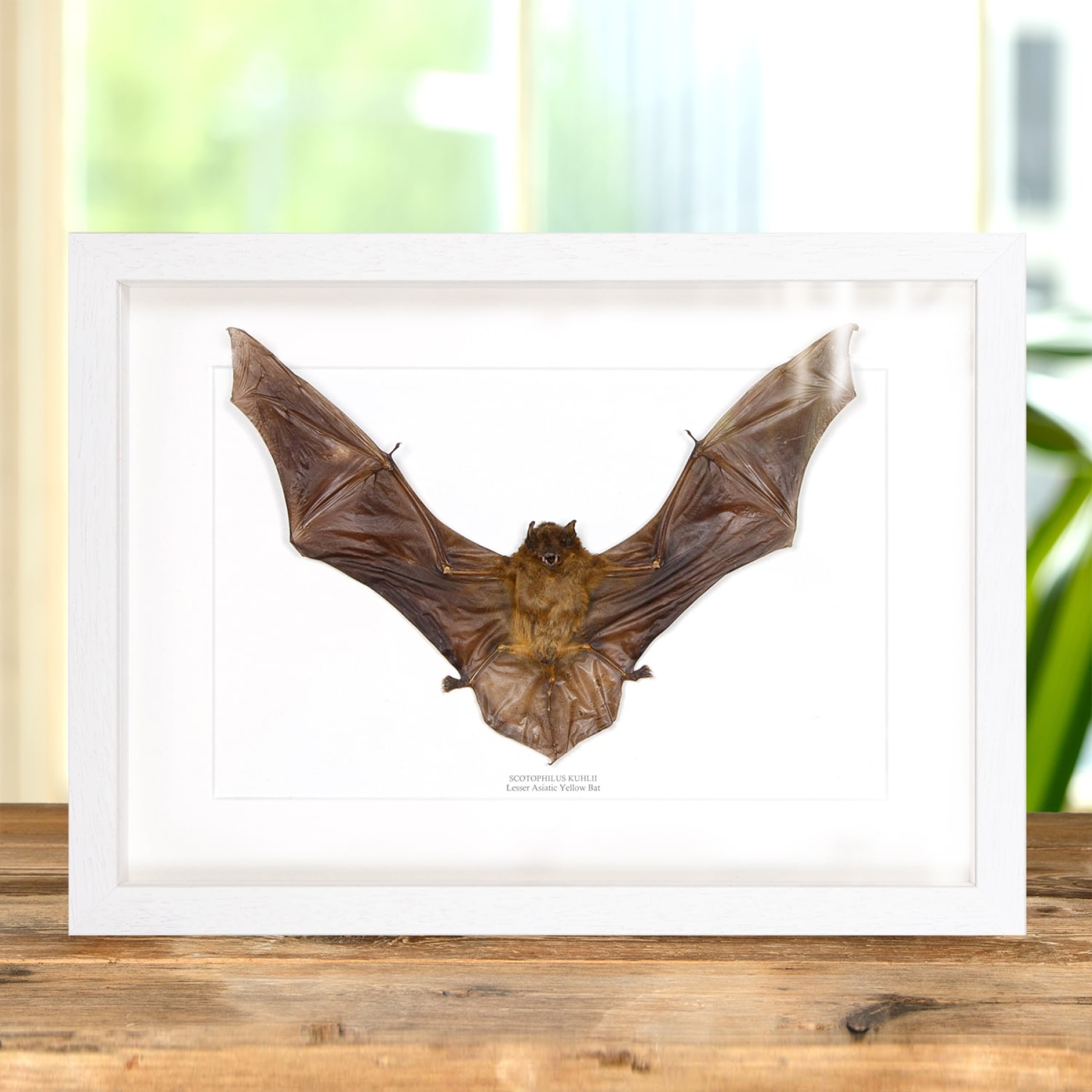 Lesser Asiatic Yellow Bat In Box Frame (Scotophilus kuhlii)