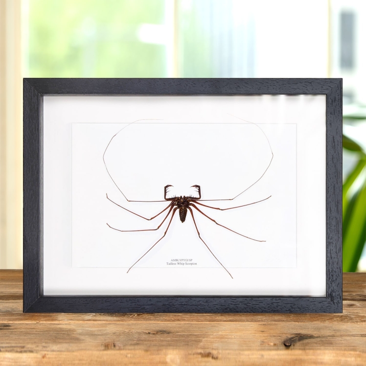 Tailless Whip Scorpion In Box Frame (Amblypygi sp)