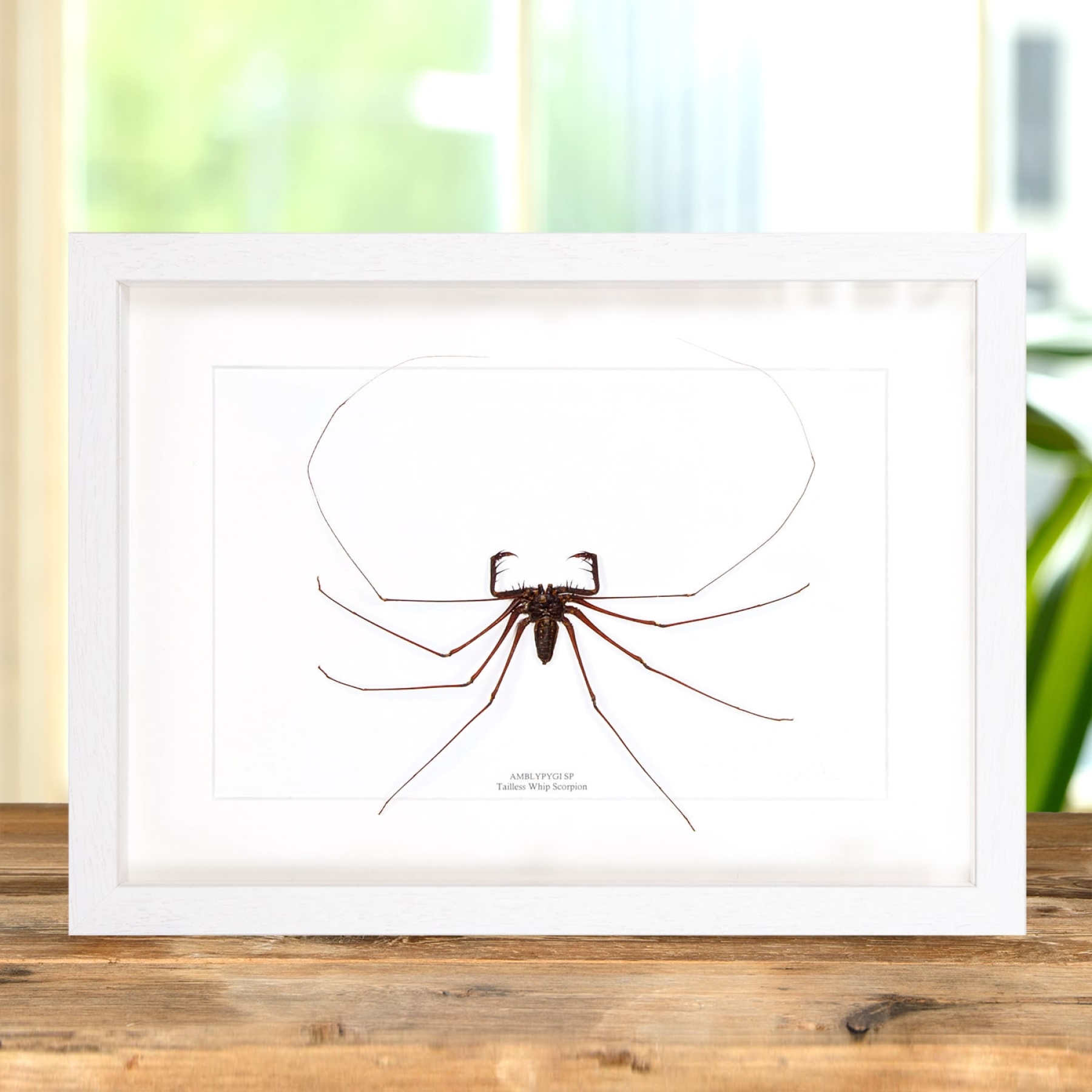 Tailless Whip Scorpion In Box Frame (Amblypygi sp) Tailless Whip Scorpion In Box Frame (Amblypygi sp)