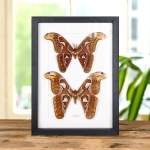 Atlas Moth Male & Female Pair In Box Frame (Attacus atlas) Minibeast Atlas Moth Male & Female Pair In Box Frame (Attacus atlas)