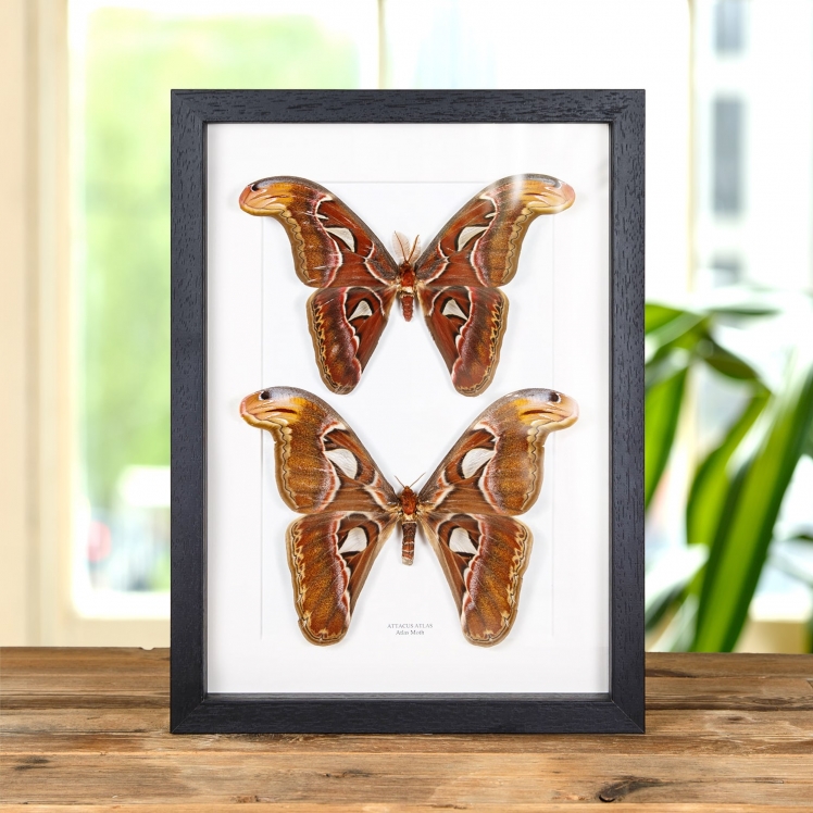 Atlas Moth Male & Female Pair In Box Frame (Attacus atlas)