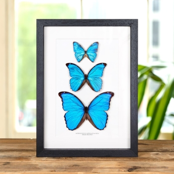 Morpho Trio In Box Frame (Morpho didius, menelaus & aega)