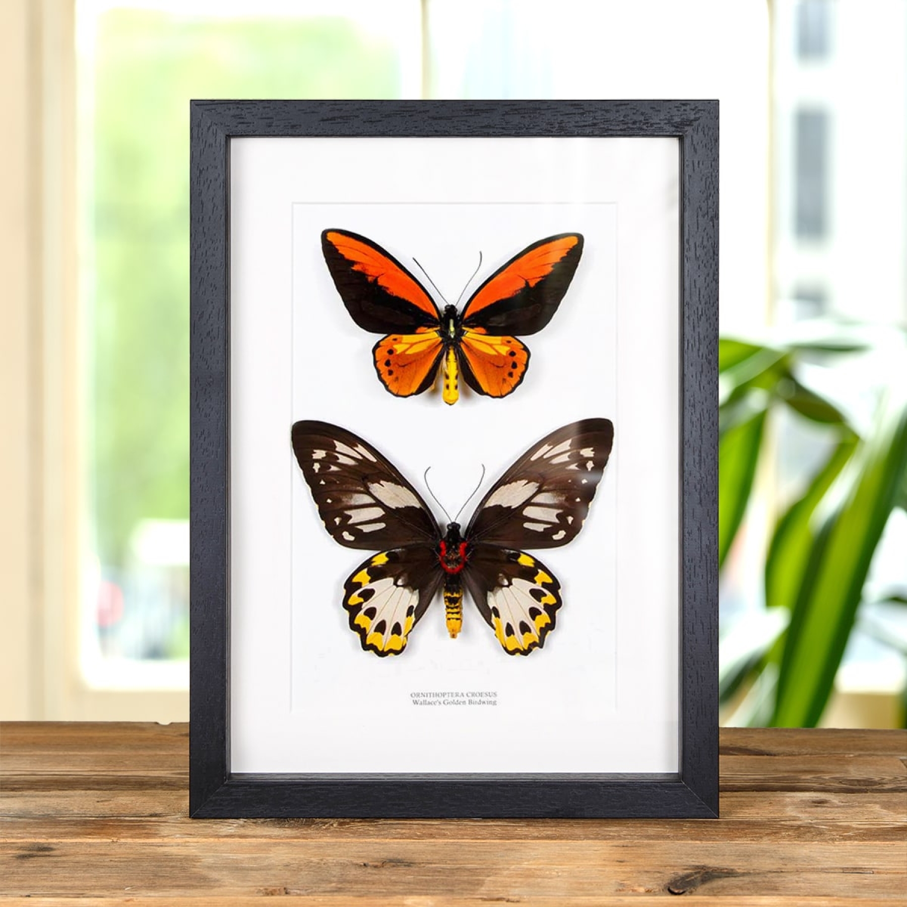Minibeast Wallace's Golden Birdwing Butterfly Male & Female Pair In Box Frame (Ornithoptera croesus)
