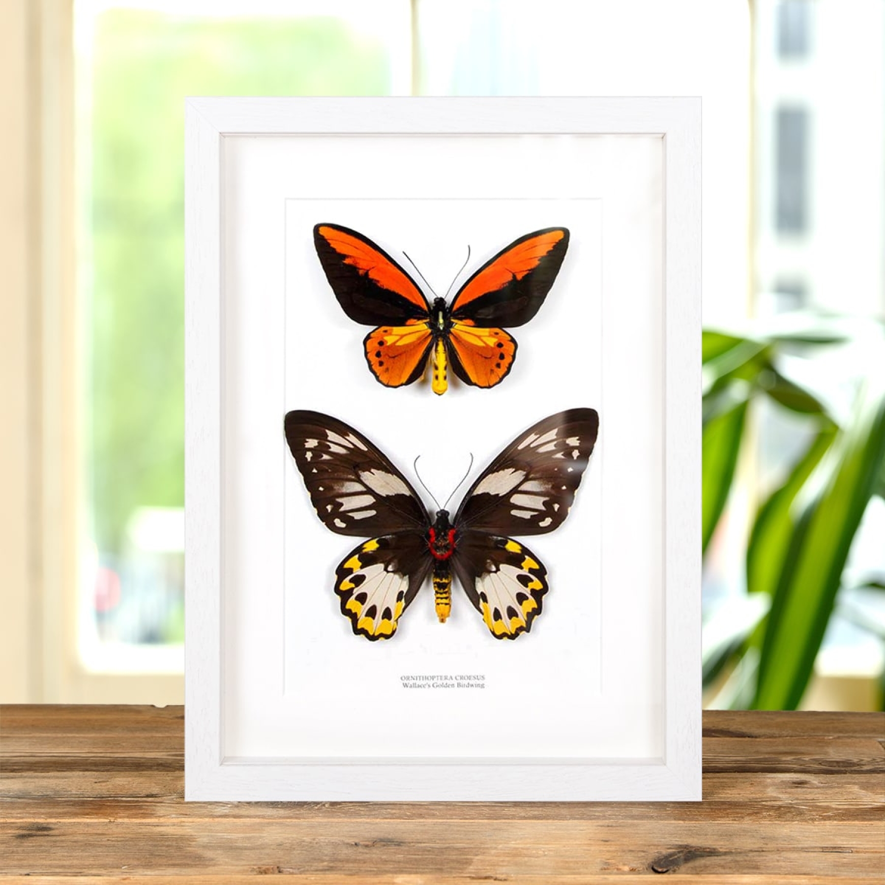 Minibeast Wallace's Golden Birdwing Butterfly Male & Female Pair In Box Frame (Ornithoptera croesus)