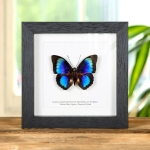 Minibeast Rare Electric Blue Agrias x Prepona Hybrid Butterfly In Box Frame (Agrias hewitsonis x prepona sp)