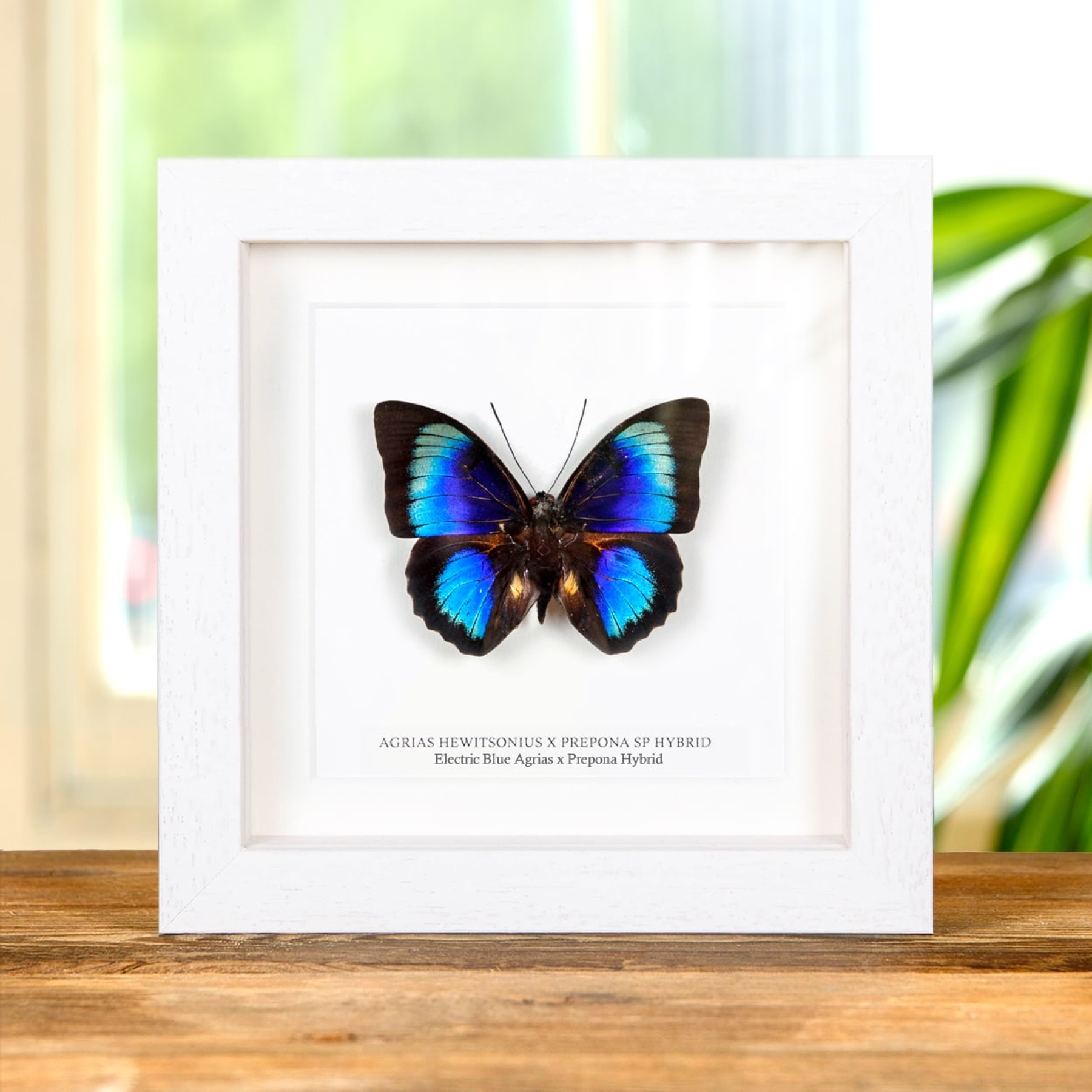 Rare Electric Blue Agrias x Prepona Hybrid Butterfly In Box Frame (Agrias hewitsonis x prepona sp)