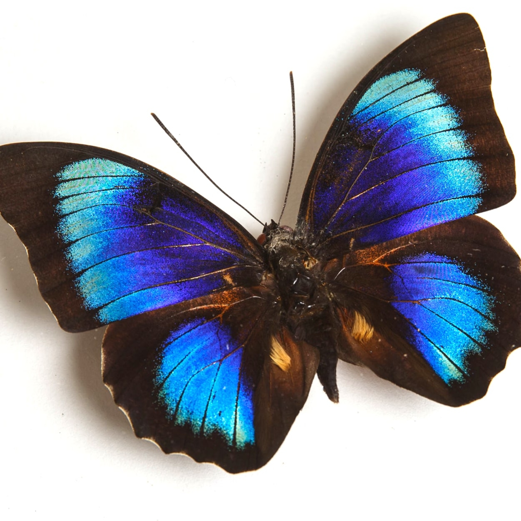 Rare Electric Blue Agrias x Prepona Hybrid Butterfly In Box Frame (Agrias hewitsonis x prepona sp)