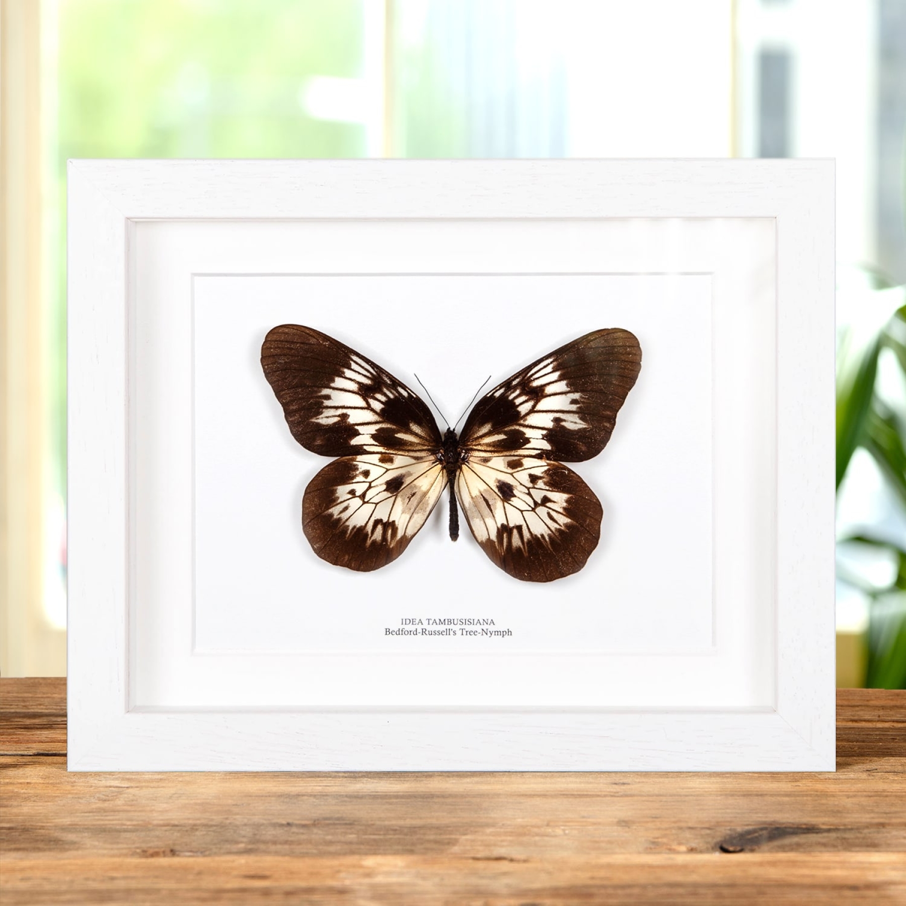 Bedford-Russell's Tree-Nympyh Butterfly In Box Frame (Idea tambusisiana)
