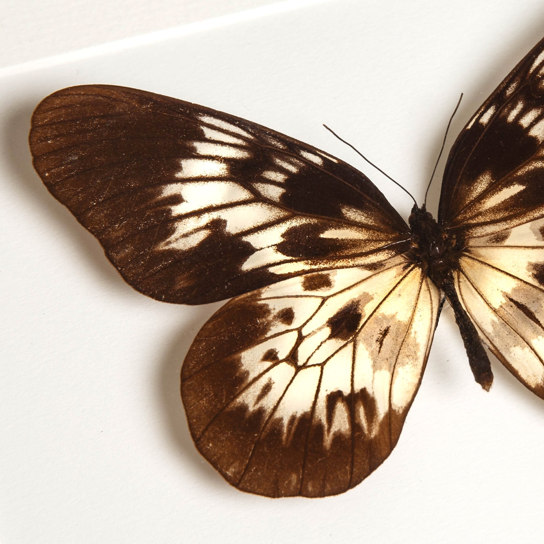 Bedford-Russell's Tree-Nympyh Butterfly In Box Frame (Idea tambusisiana)