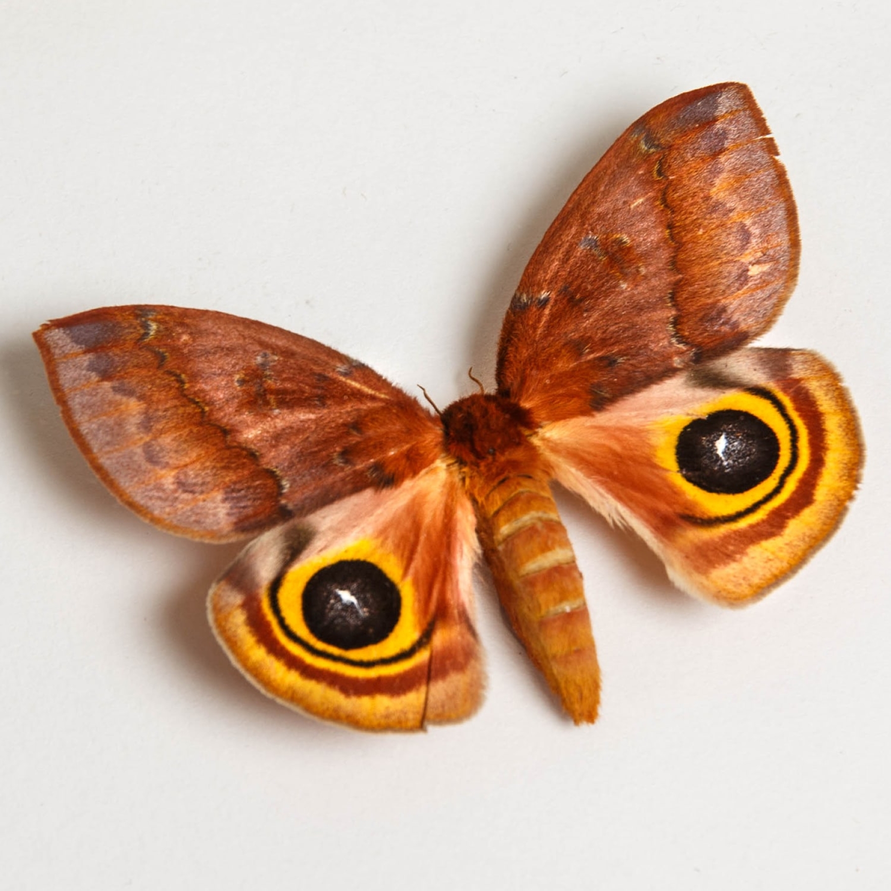 IO Moth Male & Female Pair In Box Frame (Automeris io)
