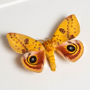IO Moth Male & Female Pair In Box Frame (Automeris io)