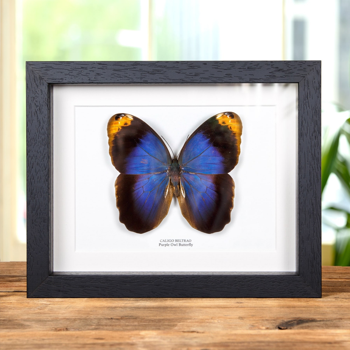 Minibeast Purple Owl Butterfly In Box Frame (Caligo beltrao)