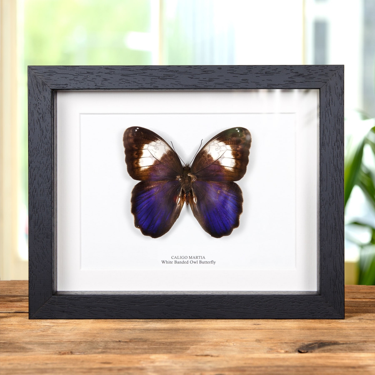 Minibeast White Banded Owl Butterfly In Box Frame (Caligo martia)