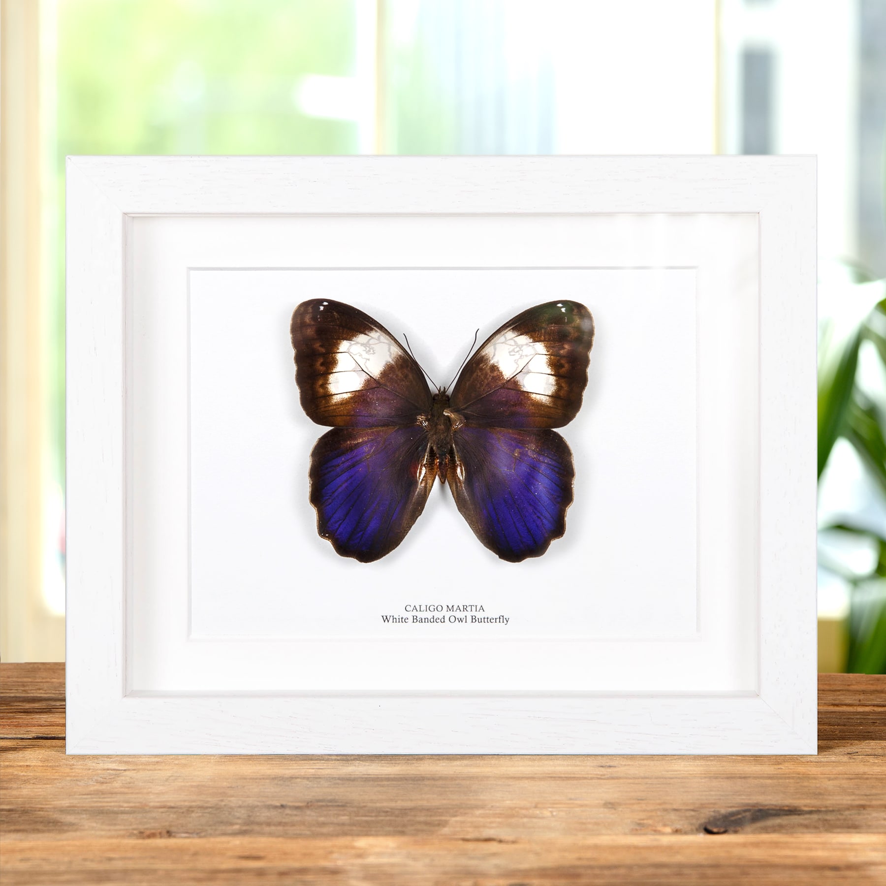 White Banded Owl Butterfly In Box Frame (Caligo martia)