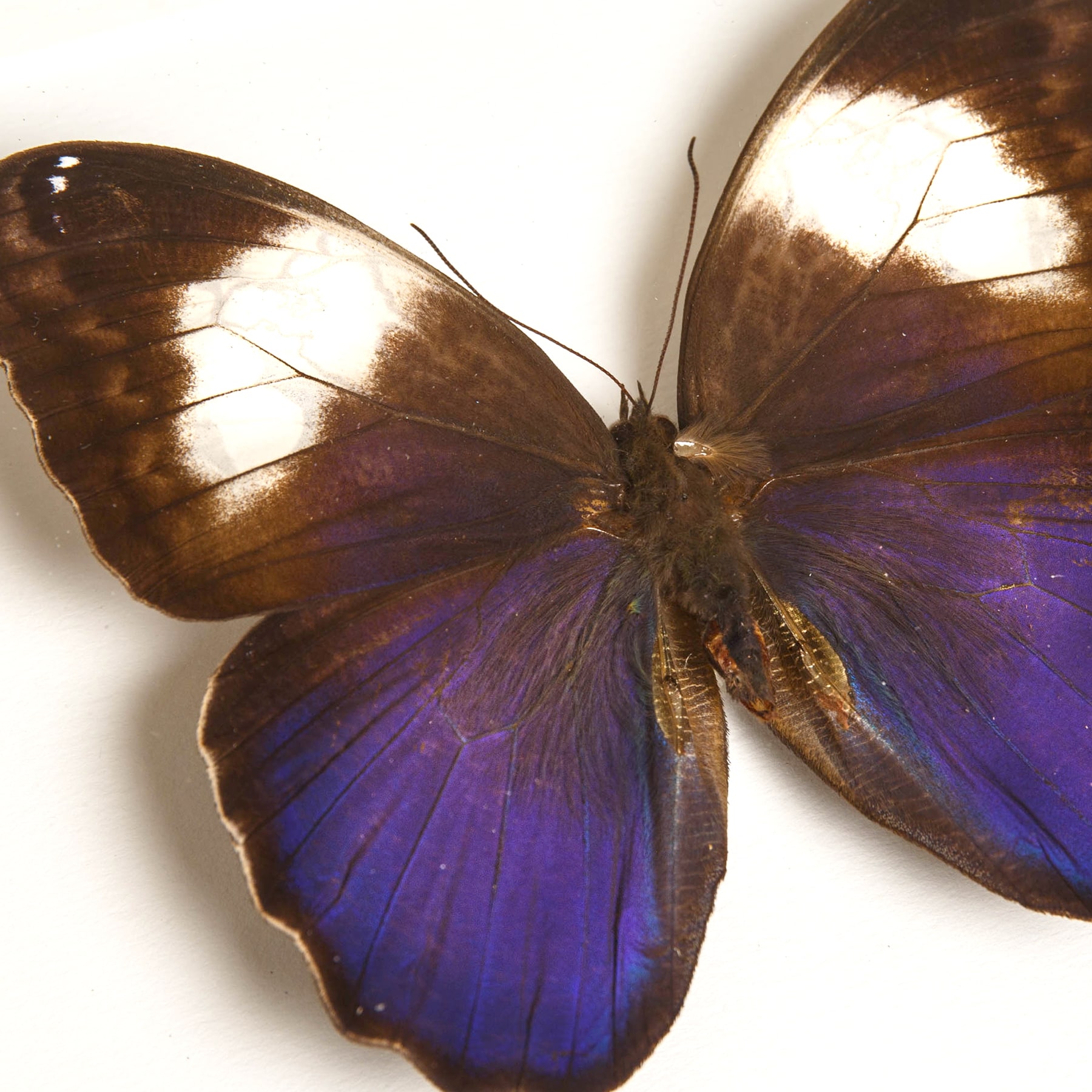 White Banded Owl Butterfly In Box Frame (Caligo martia)