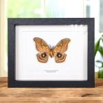 Minibeast Polyphemus Moth In Box Frame (Antheraea polyphemus)