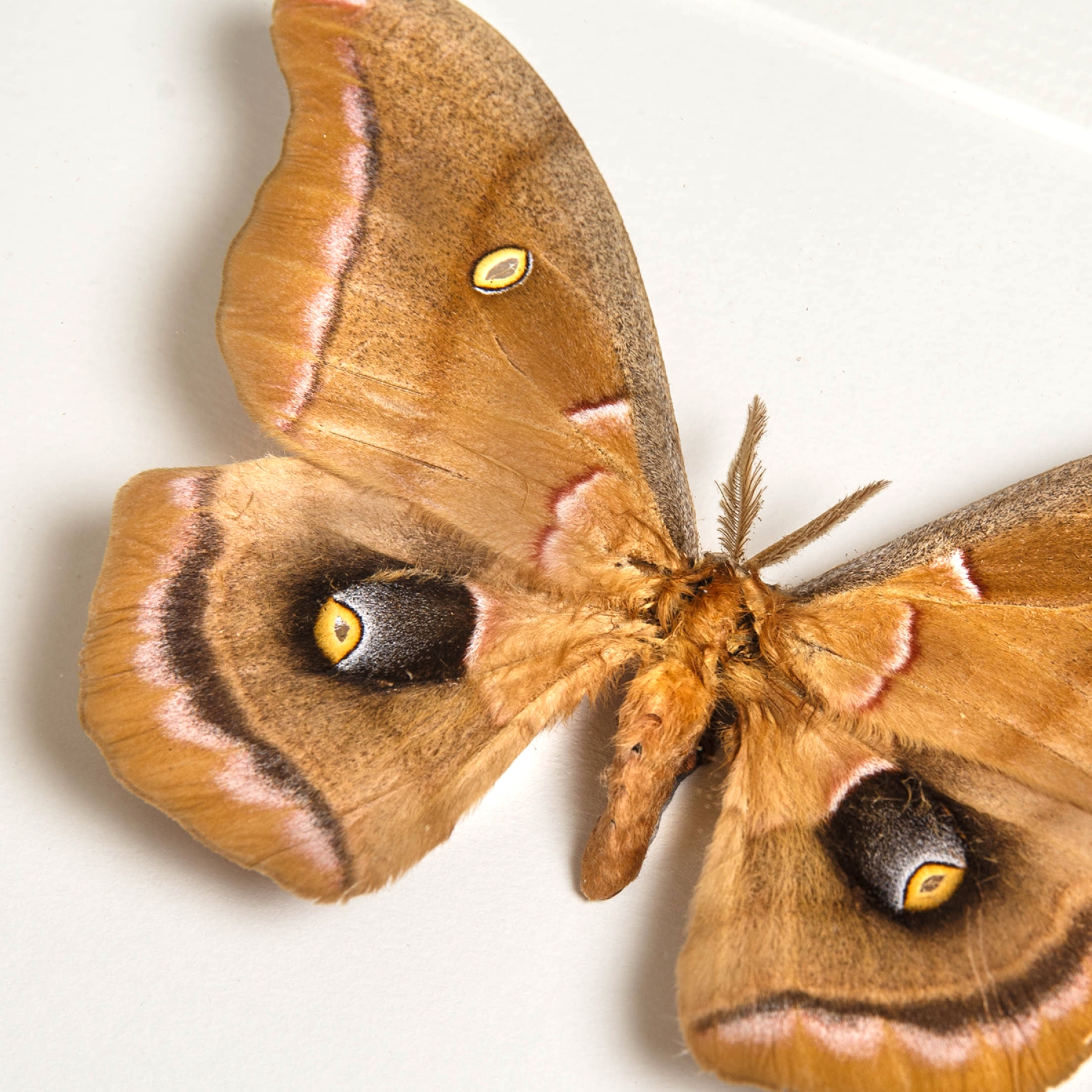 Polyphemus Moth In Box Frame (Antheraea polyphemus) Polyphemus Moth In Box Frame (Antheraea polyphemus)