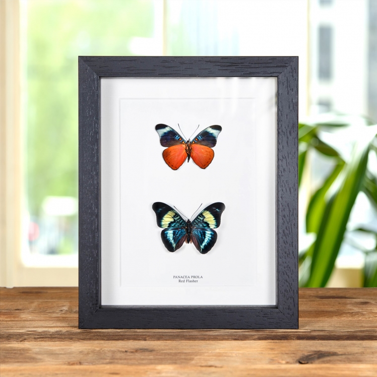 Red Flasher Butterfly Pair In Box Frame (Panacea prola)