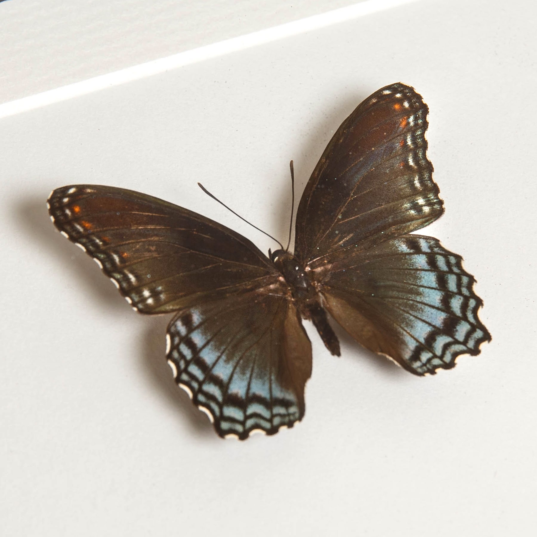 Red-spotted Purple Butterfly Male & Female Pair In Box Frame (Limenitis astyanax)