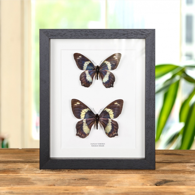 Papilio toboroi Butterfly Male & Female Pair from Solomon Islands In Box Frame Papilio toboroi Butterfly Male & Female Pair from Solomon Islands In Box Frame
