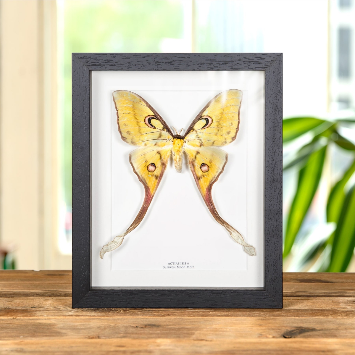 Minibeast Female Sulawesi Moon Moth In Box Frame (Actias isis)