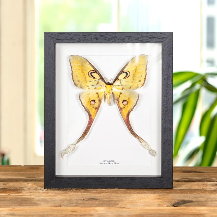 Weiblicher Sulawesi-Mondmotte im Rahmen (Actias isis)