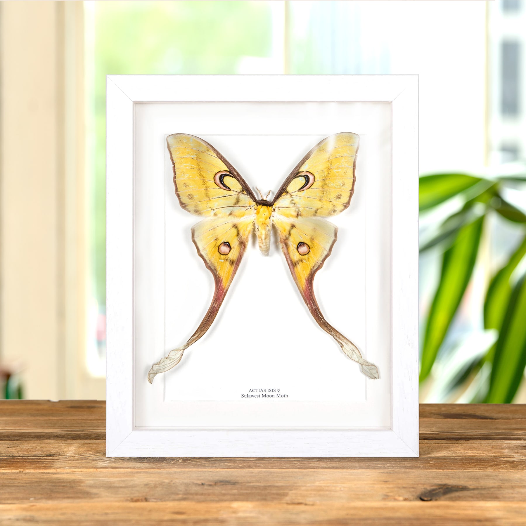 Minibeast Female Sulawesi Moon Moth In Box Frame (Actias isis)