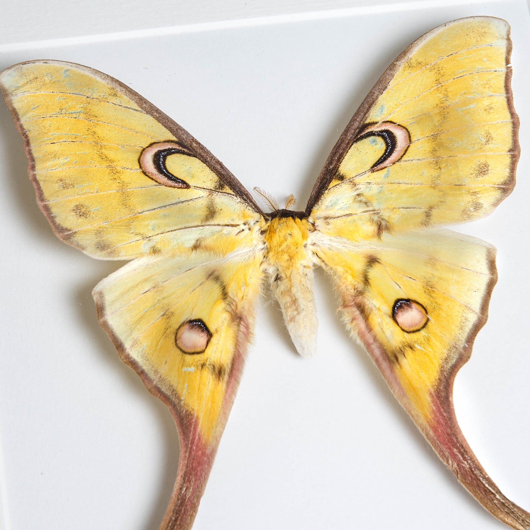 Minibeast Female Sulawesi Moon Moth In Box Frame (Actias isis)