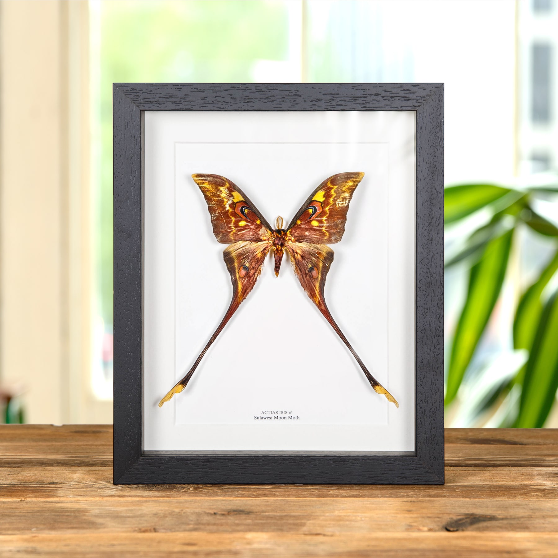 Minibeast Weiblicher Sulawesi-Mondmoth im Rahmen (Actias isis)