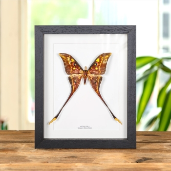 Female Sulawesi Moon Moth In Box Frame (Actias isis)