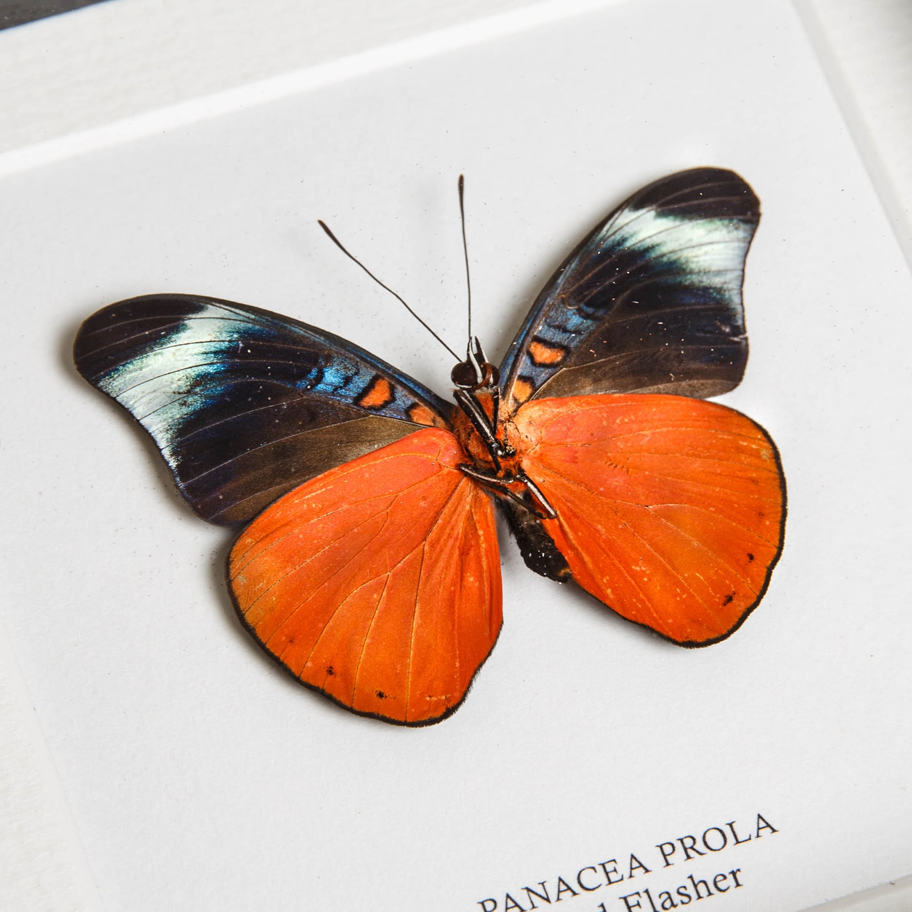 Red Flasher Ventral In Box Frame (Panacea prola)