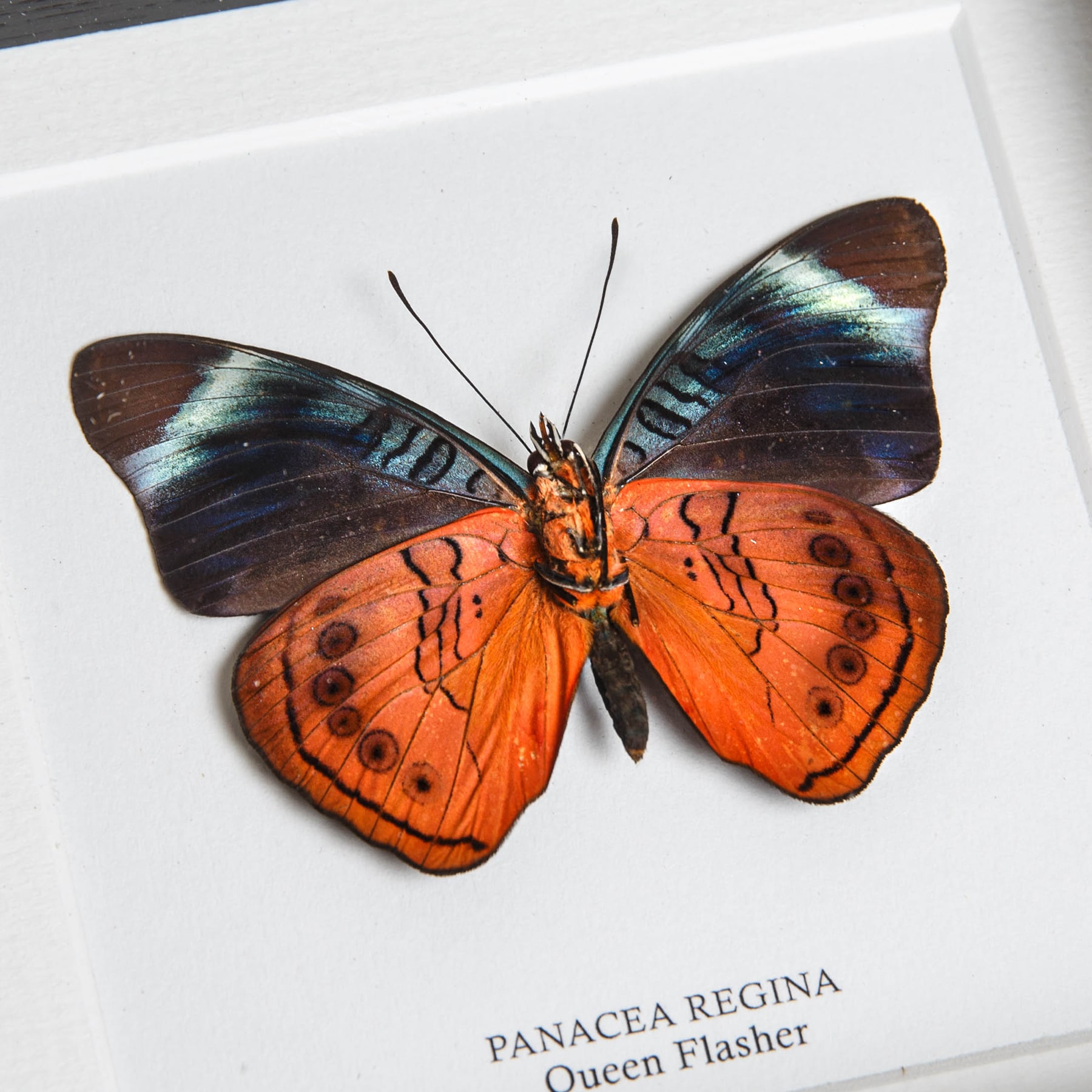 Minibeast Panacea Regina Ventral Side In Cornice (Panacea regina)