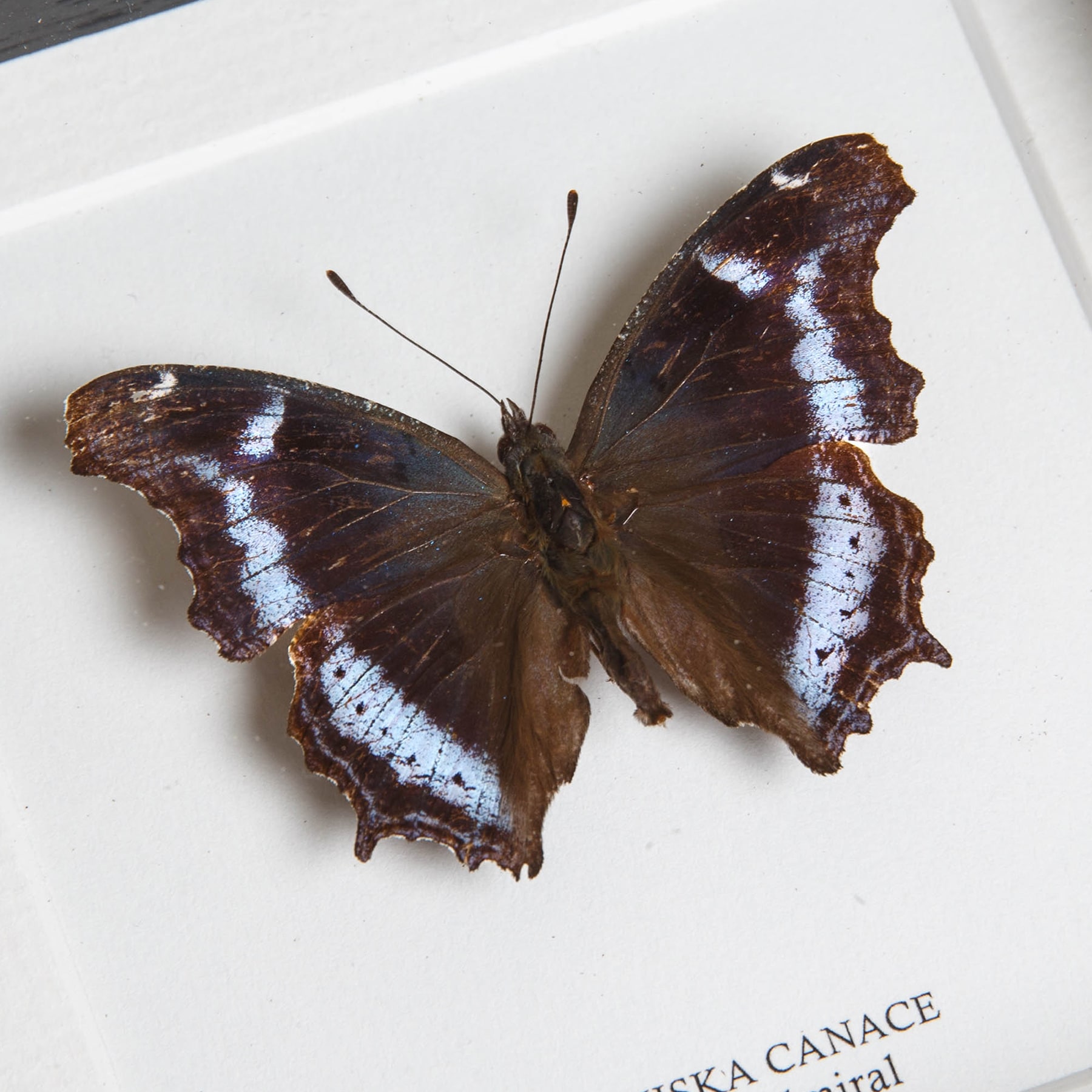 Minibeast Blue Admiral Butterfly In Box Frame (Kaniska canace)