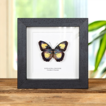 Crocker's Forester Butterfly In Box Frame (Euphaedra crockeri)