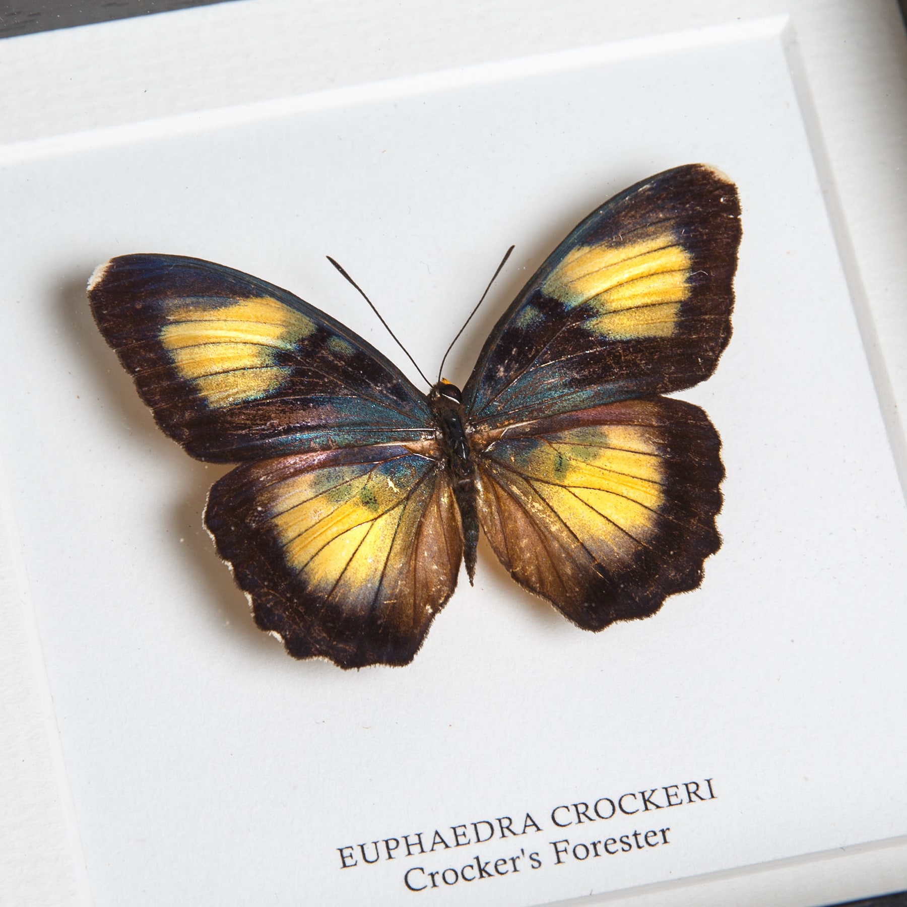 Minibeast Crocker's Forester Butterfly In Box Frame (Euphaedra crockeri)