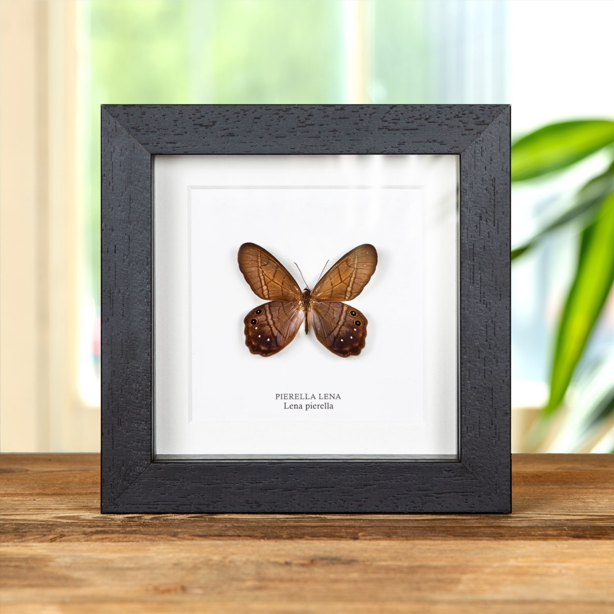 Minibeast Lena Pierella Butterfly In Box Frame (Pierella lena)