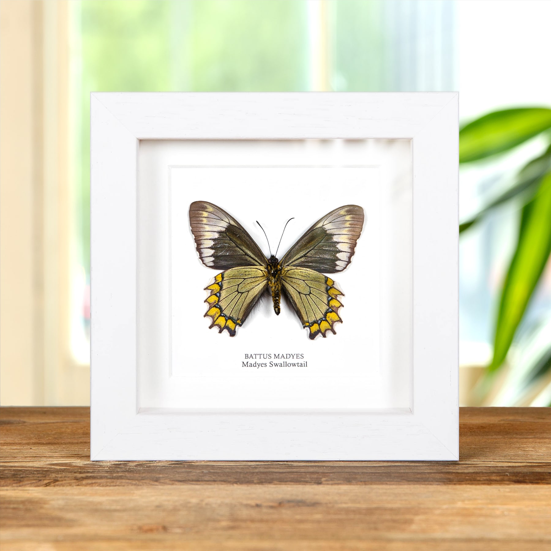 Madyes Swallowtail Butterfly In Box Frame (Battus madyes)