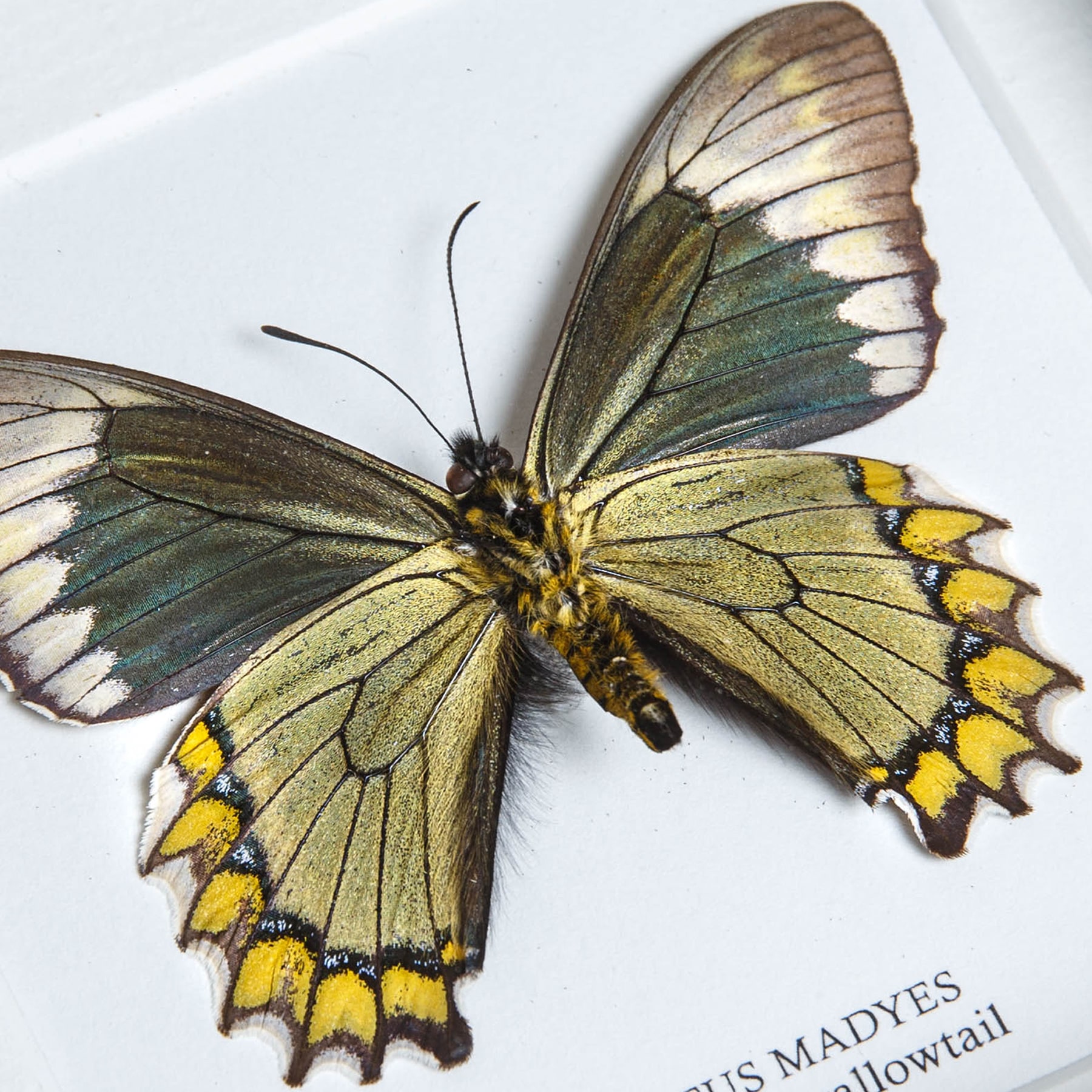 Madyes Swallowtail Butterfly In Box Frame (Battus madyes)