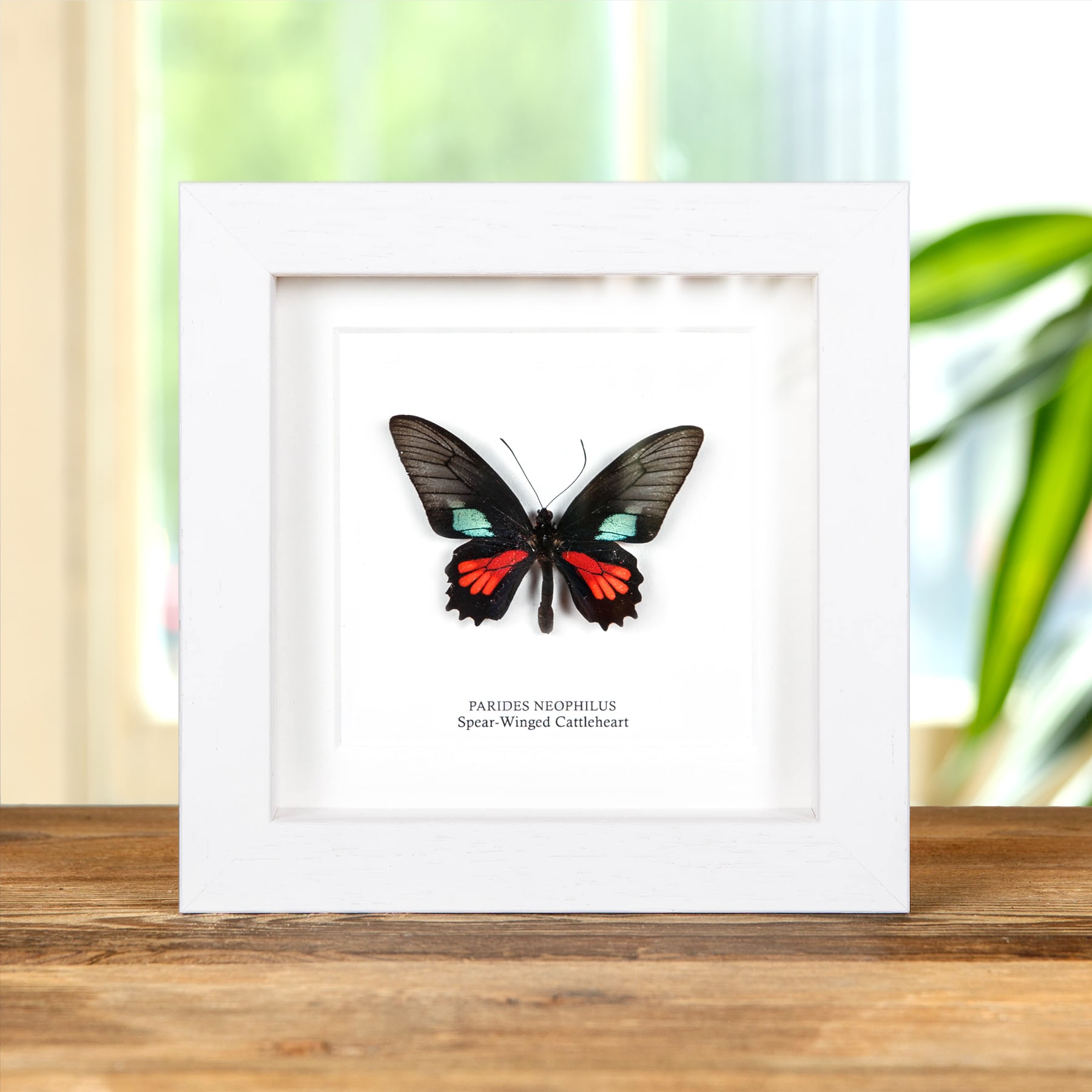 Spear-Winged Cattleheart Butterfly  In Box Frame (Parides neophilus)