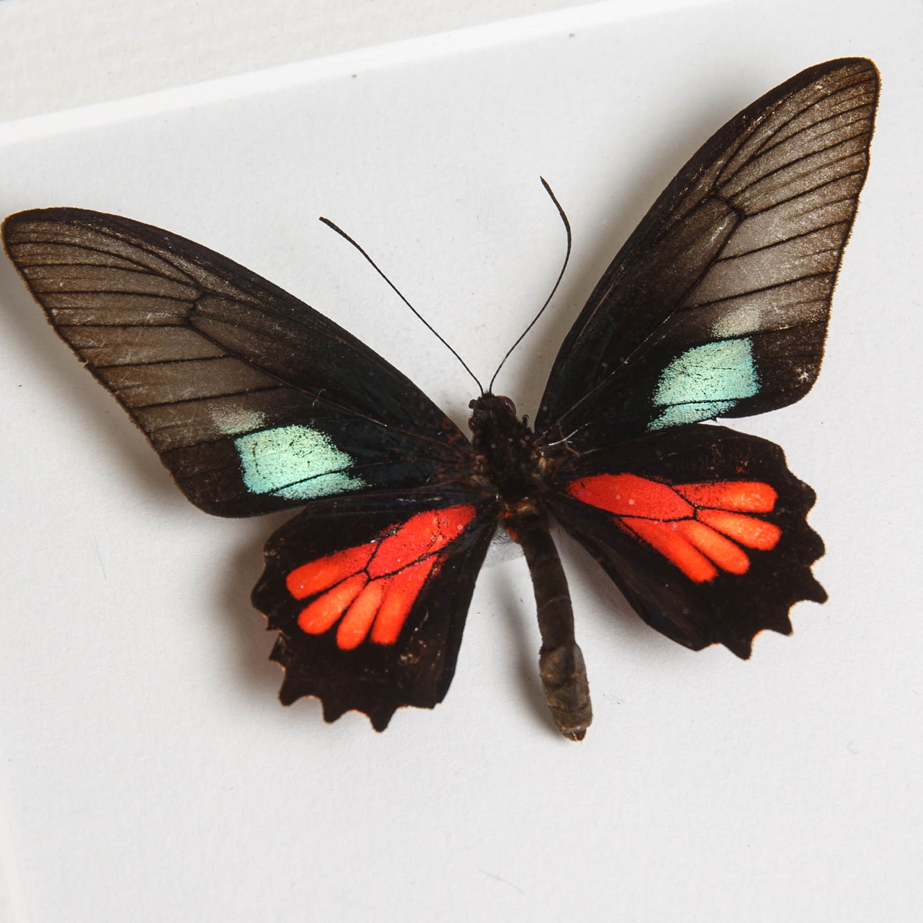 Spear-Winged Cattleheart Butterfly  In Box Frame (Parides neophilus)