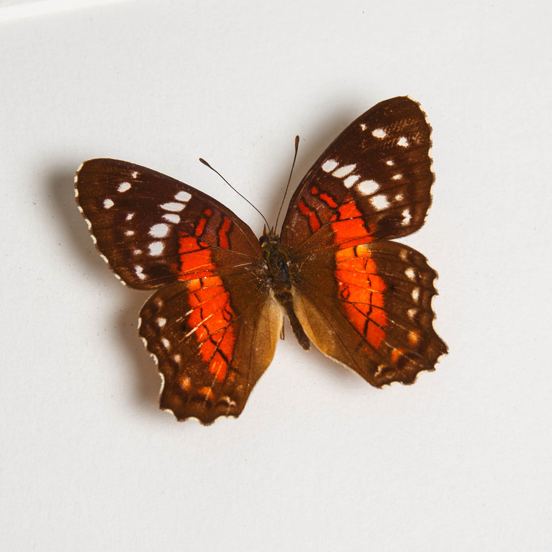 Red Peacock Butterfly In Box Frame (Anartia amathea)