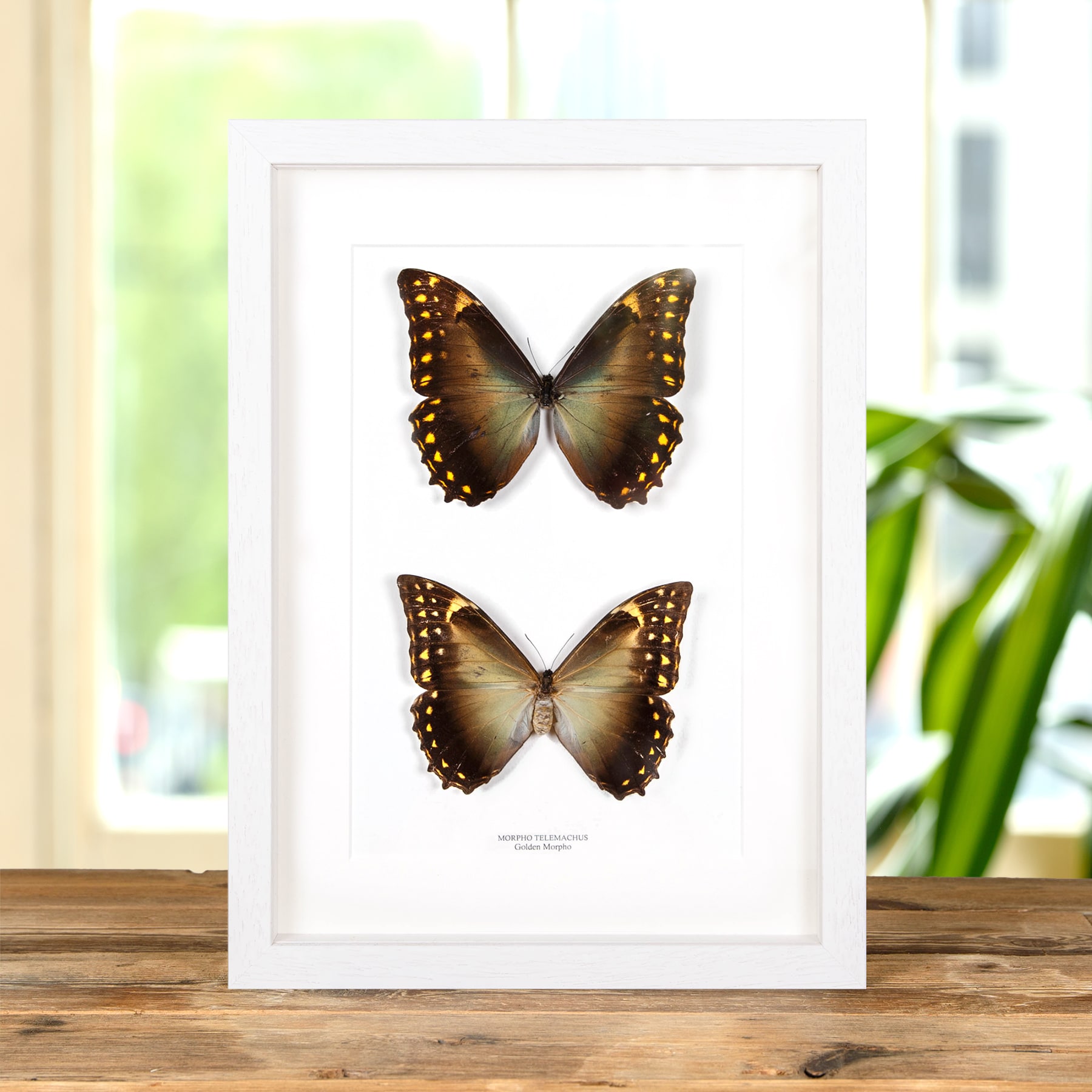 Golden Morpho Butterfly Male & Female Pair In Box Frame (Morpho telemachus)