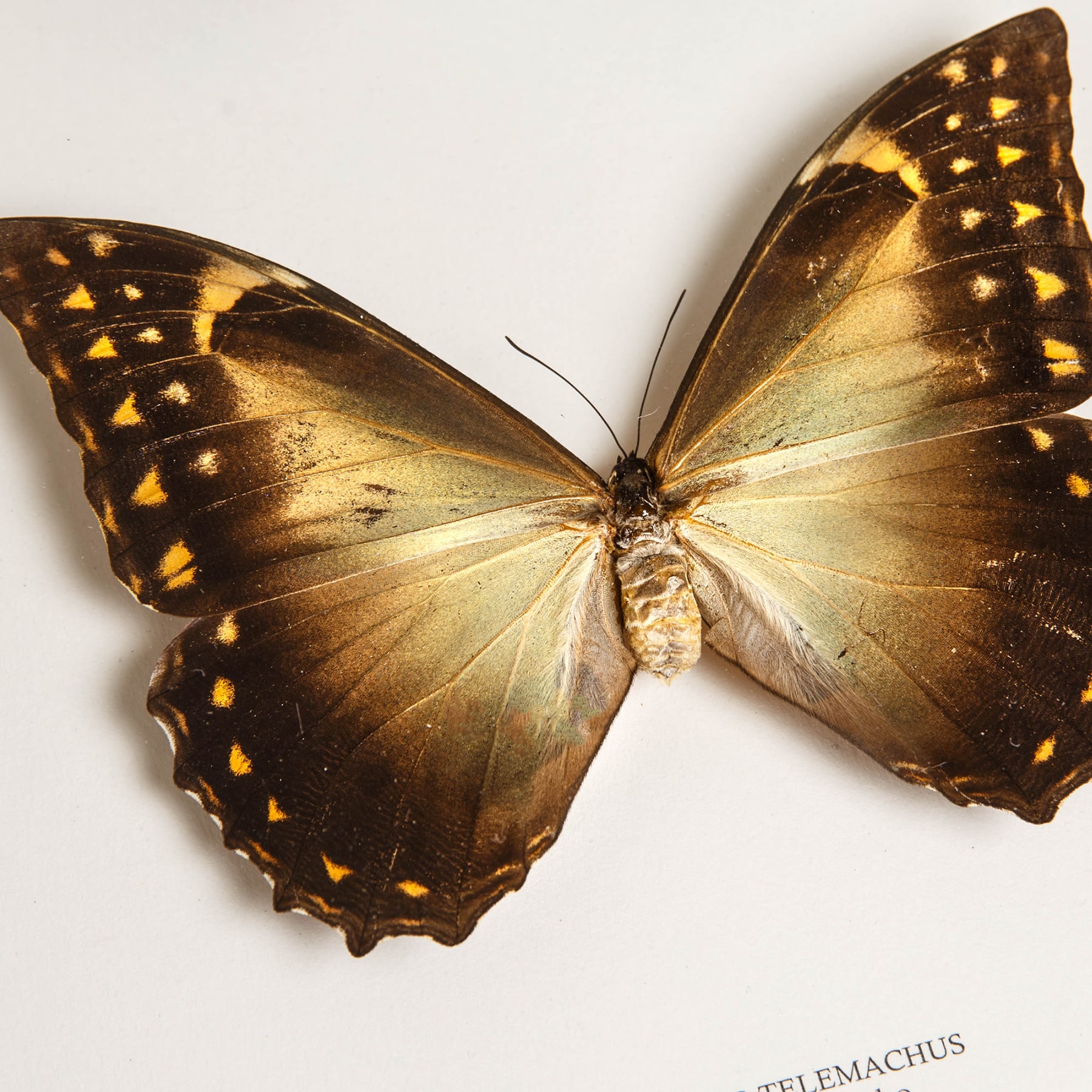 Golden Morpho Butterfly Male & Female Pair In Box Frame (Morpho telemachus)
