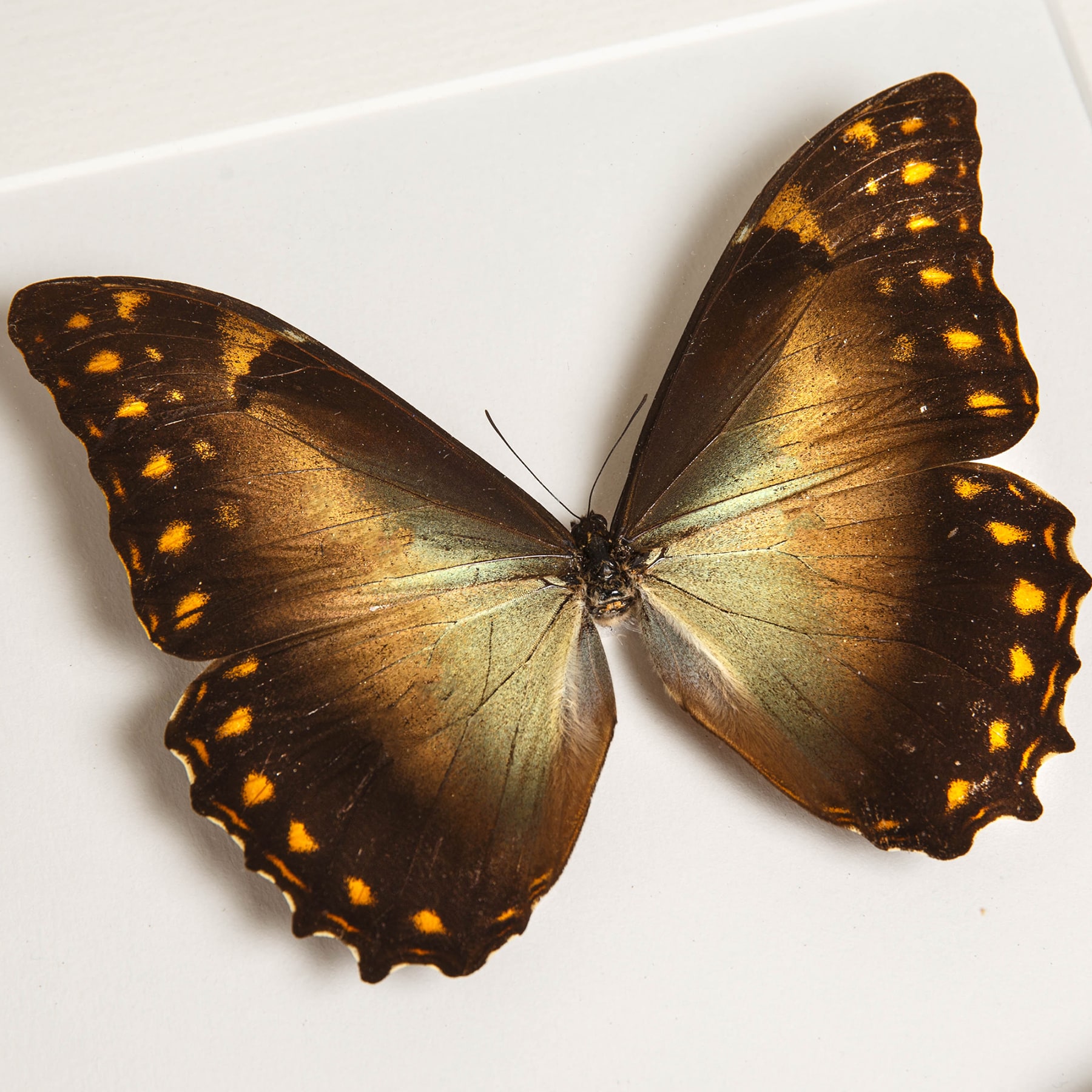 Golden Morpho Butterfly Male & Female Pair In Box Frame (Morpho telemachus)