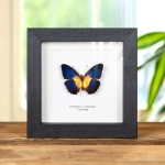 Minibeast Lacewing Butterfly In Box Frame (Cethosia lamarcki)