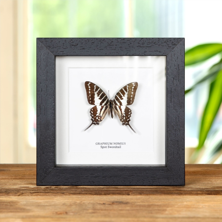 Spot Swordtail Butterfly In Box Frame (Graphium nomius)
