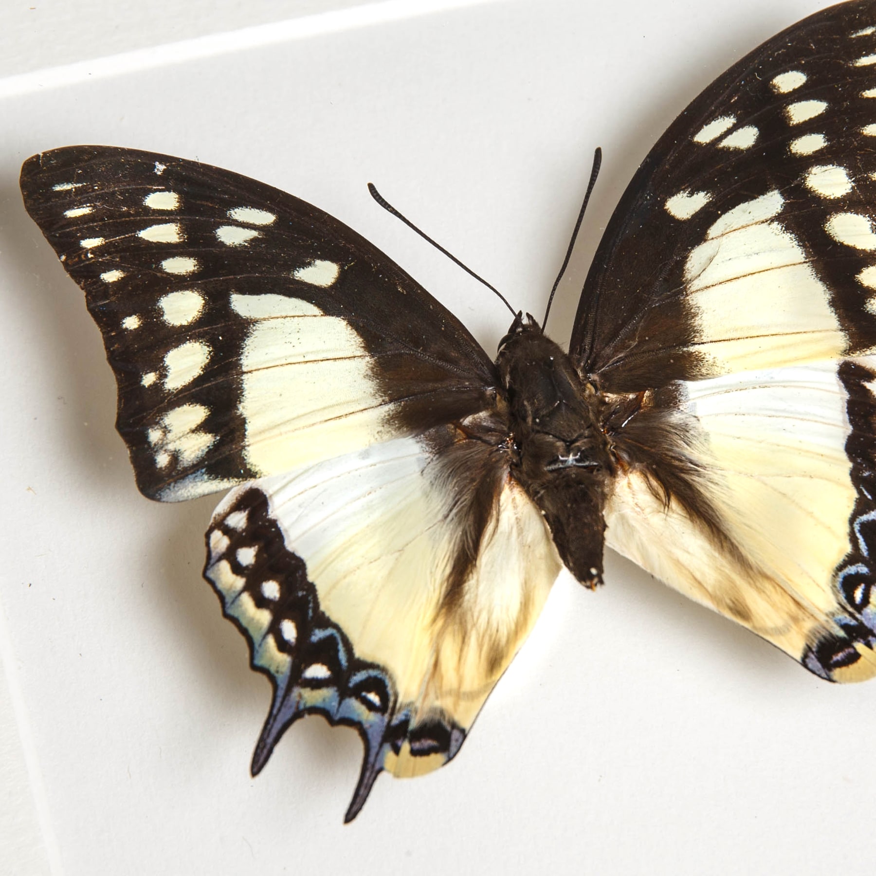 The Great Nawab In Box Frame (Polyura eudamippus)
