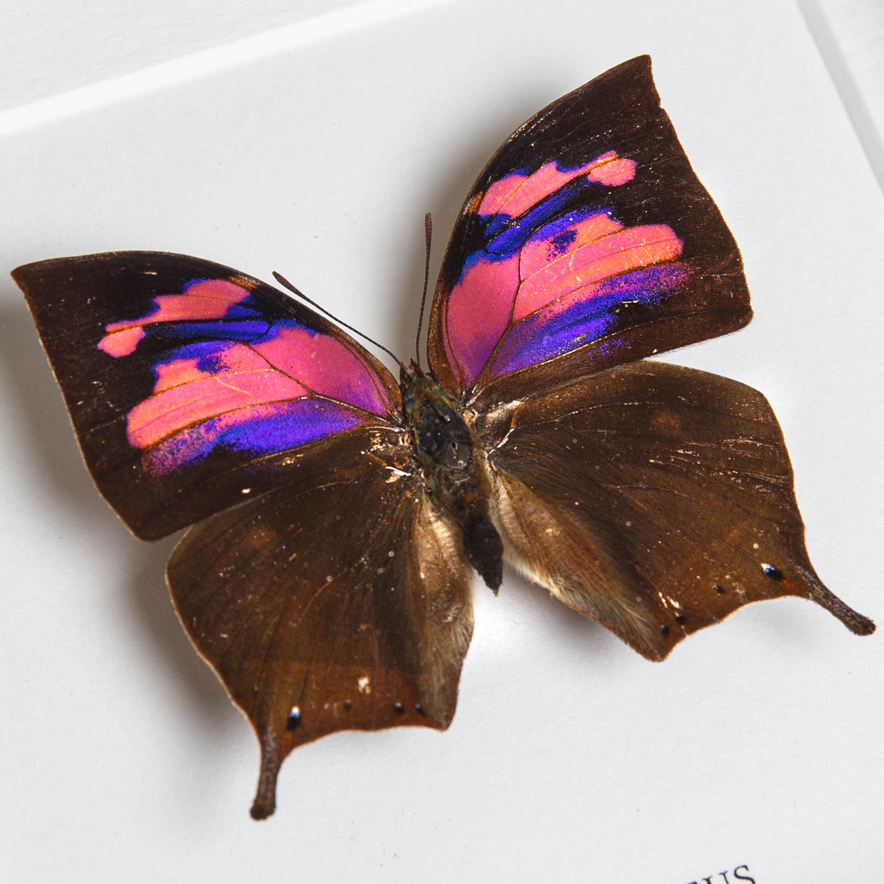 Purple Flusher Butterfly In Box Frame (Anaea nessus) Purple Flusher Butterfly In Box Frame (Anaea nessus)