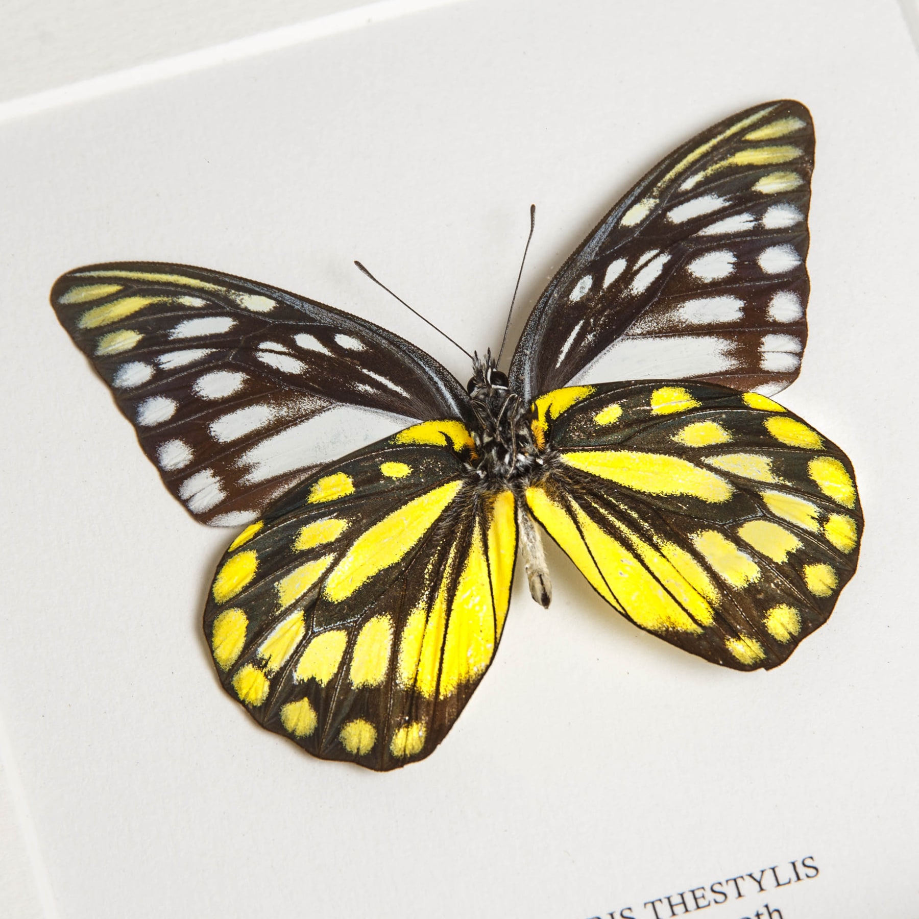 Spotted Sawtooth Butterfly Ventral Side In Box Frame (Prioneris thestylis)